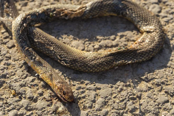 Uma Cobra Morta Guerras Estrada Morte Réptil Carro Morte Animal — Fotografia de Stock