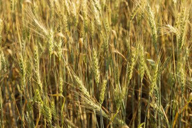 Tahıl alanı. Buğday alanı. Tarımsal amaçlar için arazi. İnsan ırkının gıda tabanı. Çiçeklenme sırasında yeşil tahıl. 