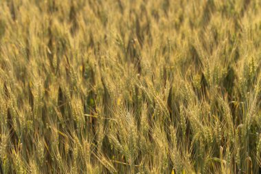 Tahıl alanı. Buğday alanı. Tarımsal amaçlar için arazi. İnsan ırkının gıda tabanı. Çiçeklenme sırasında yeşil tahıl.