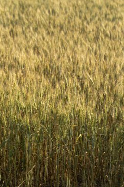 Tahıl alanı. Buğday alanı. Tarımsal amaçlar için arazi. İnsan ırkının gıda tabanı. Çiçeklenme sırasında yeşil tahıl.
