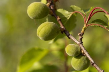 Meyve kayısı yumurtalığını. Meyve geliştirme, başlangıç aşaması. Yeşil kayısı yumurtalığı.