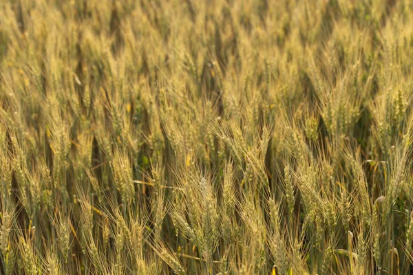 Getreidefeld Platz Für Weizen Land Für Landwirtschaftliche Zwecke Nahrungsgrundlage Der — Stockfoto