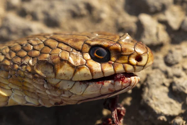 Ölü yılan. Baş yakın çekim. Yol savaşları-arabadan bir sürüngen ölümü. Bir hayvanın öldürülmesi. Caspian whipsnake (Caspius) aynı zamanda büyük whipsnake olarak da bilinir (Dolichoıs/Coluber).