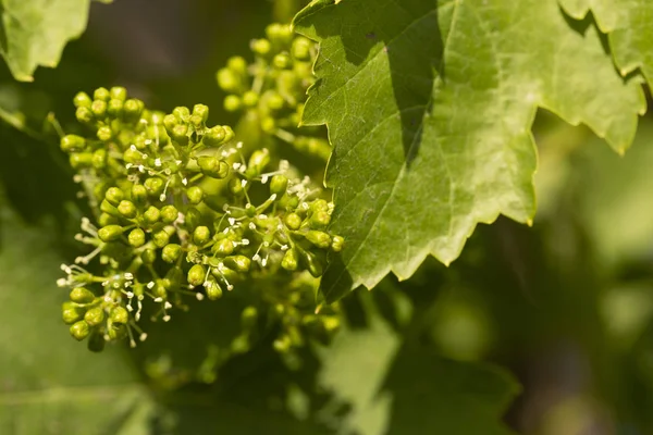 Viticulture - flowers of the vine. Wine-making. Technology of wine production. Wine production in Moldova.