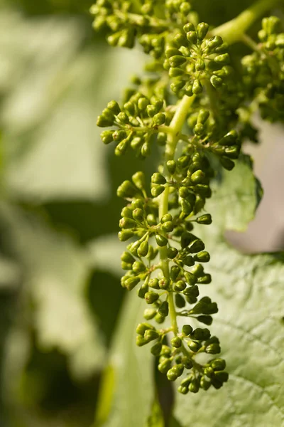 Viticulture - flowers of the vine. Wine-making. Technology of wine production. Wine production in Moldova.