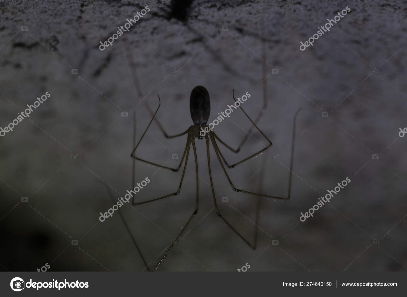 Female daddy long legs spider pholcus hi-res stock photography and