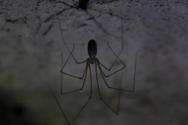 포커스 팔랑지오이드 지하실 거미로 알려진 폴시대의 거미입니다 — 스톡 사진