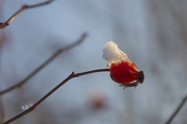 Paysage Hivernal Neige Sur Rosier Sauvage Forêt Glaciaire Les Roses — Photo