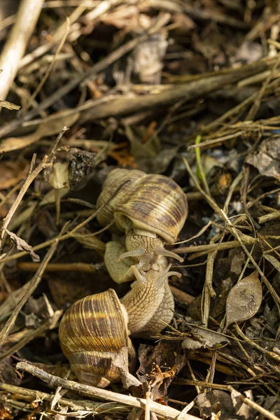 Helix Pomatia Roman Burgundy Snail Escargot Species Large Edible Air — Stock Photo, Image