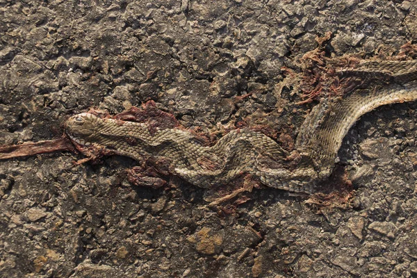 Halott Kígyó Közúti Háborúk Halál Egy Hüllő Kocsiból Leölés Egy — Stock Fotó