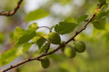 Meyve kayısı yumurtalığını. Meyve geliştirme, başlangıç aşaması. Yeşil kayısı yumurtalığı.