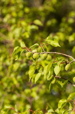 Meyve kayısı yumurtalığını. Meyve geliştirme, başlangıç aşaması. Yeşil kayısı yumurtalığı.