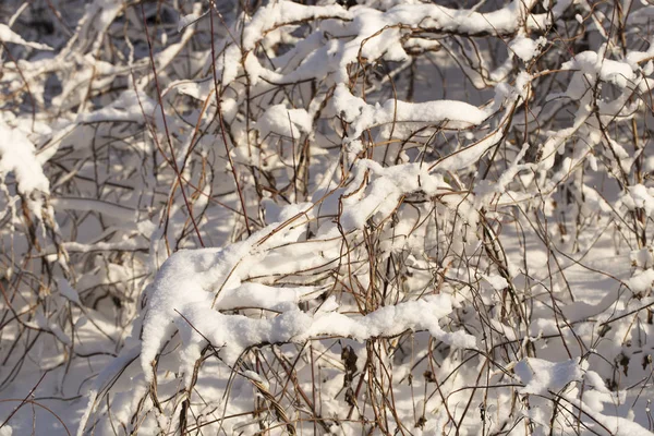 Drzewa Pokryte Śniegiem Zamieci Natura Zimie Las Bożonarodzeniowy — Zdjęcie stockowe
