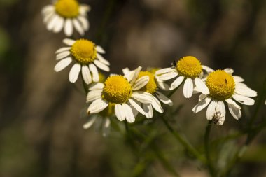 Açan Vahşi Çiçekler Matricaria Papatya veya Matrikaria Recutita veya Papatya. Vahşi Papatya çayı, yaz otlağında. Habitat böcekleri.