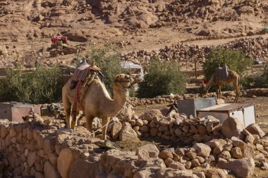 Mısır. Sina Yarımadası'ndan Dromedary. Arap devesi (Camelus dromedarius). Musa Dağı. Hac yeri ve ünlü turistik yer. Bir Bedevi Köyü'nde sürü hayvan yaşamı.