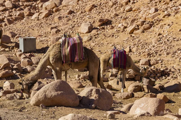 Egypt. Dromedary from the Sinai Peninsula. Arabian camel (Camelus dromedarius). Moses Mount. Pilgrimage place and famous tourist destination. The pack animal life in a Bedouin Village.