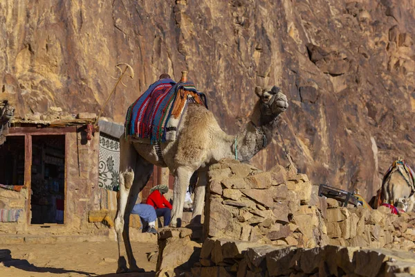Egypt. Dromedary from the Sinai Peninsula. Arabian camel (Camelus dromedarius). Moses Mount. Pilgrimage place and famous tourist destination. The pack animal life in a Bedouin Village.