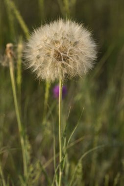 Tragopogon pratensis (jack-go-to-bed-at-öğlen, çayır salsify, gösterişli keçi sakalı veya çayır keçi sakalı) Avrupa ve Kuzey Amerika'da dağıtılan bir isimdir..