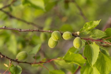 Meyve kayısı yumurtalığını. Meyve geliştirme, başlangıç aşaması. Yeşil kayısı yumurtalığı.