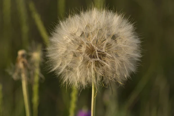 Tragopogon Pratensis Nume Comune Jack Bed Noon Salsify Luncă Barbă — Fotografie, imagine de stoc