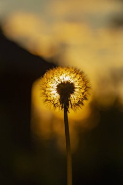 Karahindiba olgunlaşmış tohumlar yaymak için hazır. Taraxacum, Asteraceae familyasından büyük bir cins çiçekli bitki dir.. 