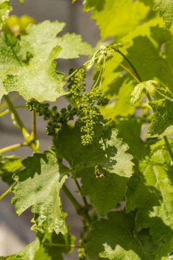 Viticulture-asma çiçekler. Şarap yapımı. Şarap üretimi teknolojisi. Moldova 'da şarap üretimi.