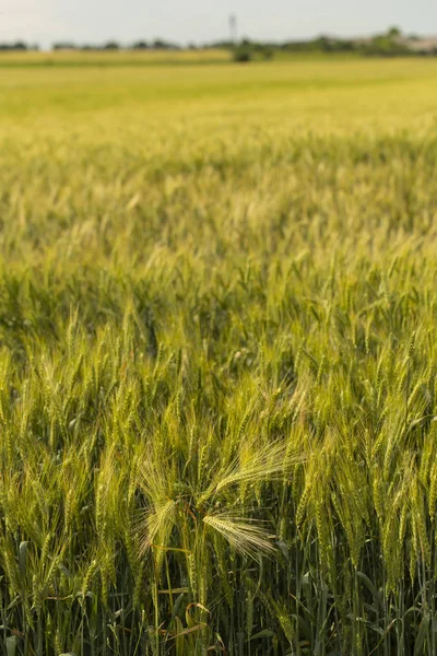 Grünes Getreide Während Der Blüte Getreidefeld Platz Für Weizen Land — Stockfoto