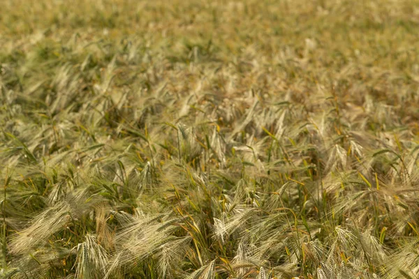 Grünes Getreide Während Der Blüte Getreidefeld Platz Für Weizen Land — Stockfoto