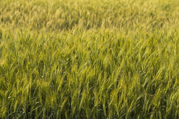 Grünes Getreide Während Der Blüte Getreidefeld Platz Für Weizen Land — Stockfoto