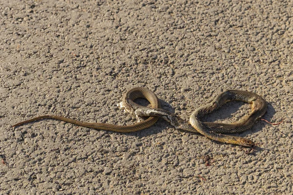 Halott Kígyó Közúti Háborúk Halál Egy Hüllő Kocsiból Leölés Egy — Stock Fotó