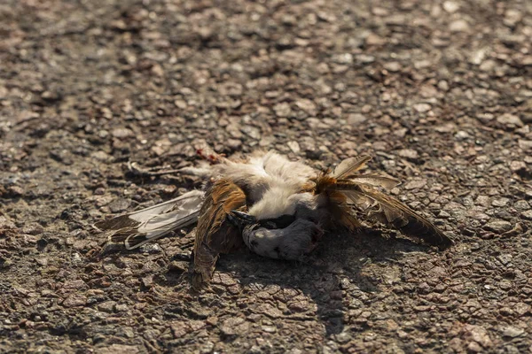 Dode Vogel Oorlogen Van Weg Dood Van Een Klauwier Het — Stockfoto