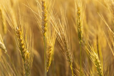 Tahıl alanı. Buğday alanı. Tarımsal amaçlar için arazi. İnsan ırkının gıda tabanı. Çiçeklenme sırasında yeşil tahıl.