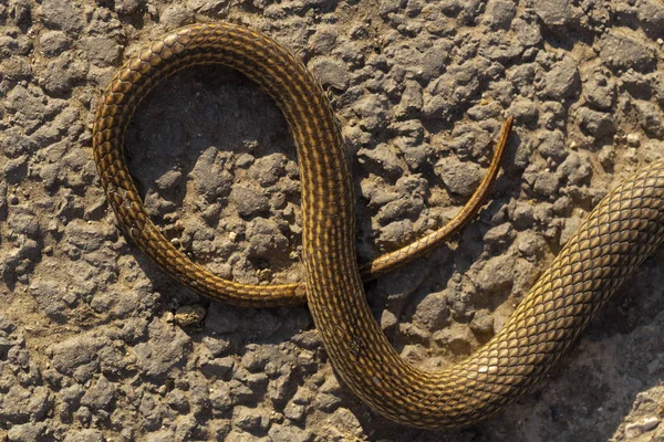 Martwy Wąż Wojny Drogowe Śmierć Reptile Samochodu Zabijanie Zwierzęcia Kaspijski — Zdjęcie stockowe