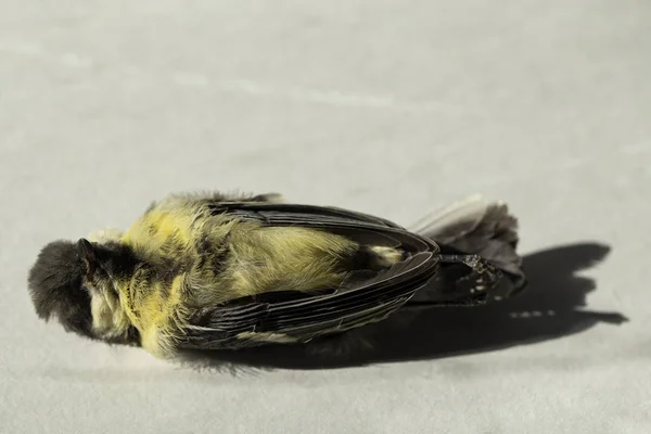 Oiseau Mort Guerres Routières Mort Grand Mésange Mort Oiseau Mort — Photo