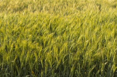 Tahıl alanı. Buğday alanı. Tarımsal amaçlar için arazi. İnsan ırkının gıda tabanı. Çiçeklenme sırasında yeşil tahıl.