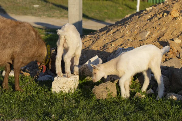 Goat Teaches Young Kids Nibble Grass Two Little Kid Goats — Stock Photo, Image