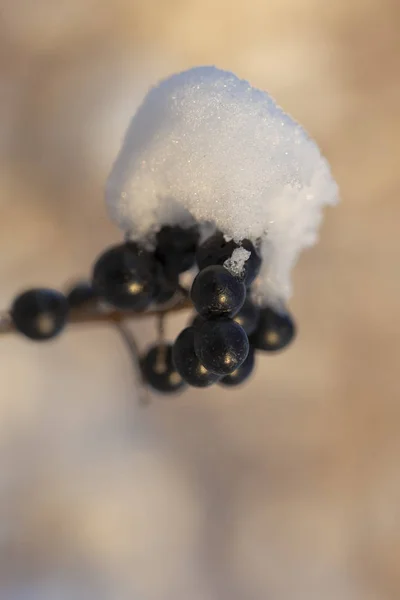 Liguster Unter Dem Schnee Winterfröste Von Strauchpflanzen Die Giftige Schwarze — Stockfoto