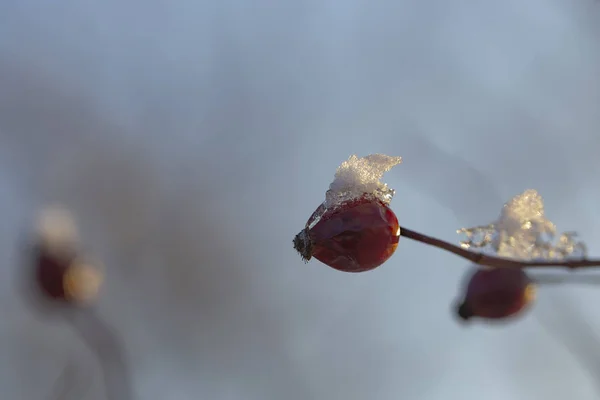 Winter landscape and snow on a wild rose bush. Ice forest. The dog roses, the Canina section of the genus Rosa. Subtle swirly bokeh in the background.