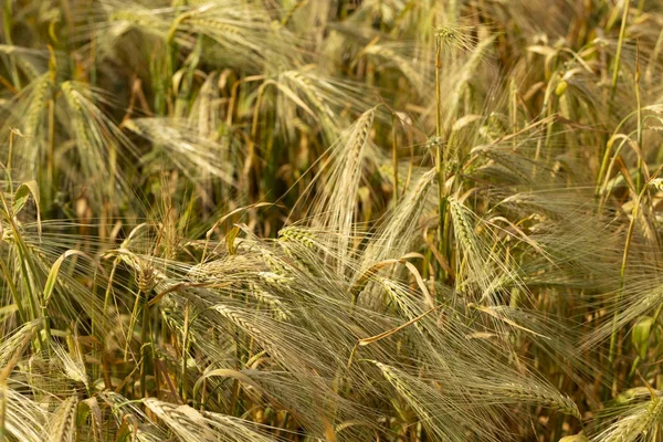 Χωράφι Σιτηρά Χώρος Για Σιτάρι Για Γεωργικούς Σκοπούς Βάση Τροφίμων — Φωτογραφία Αρχείου