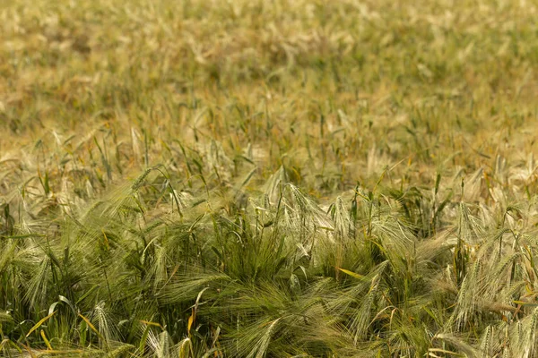 Grain Field Space Wheat Land Agricultural Purposes Food Base Human — Stock Photo, Image