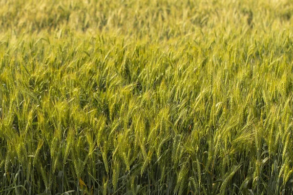 Getreidefeld Platz Für Weizen Land Für Landwirtschaftliche Zwecke Nahrungsgrundlage Der — Stockfoto