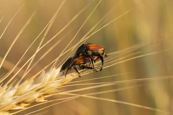 The process of breeding insects. The cockchafer, colloquially called May bug or doodlebug, a pest of cereals. The parasitic insect eats grain in a wheat ear. Sexual relations beetles.