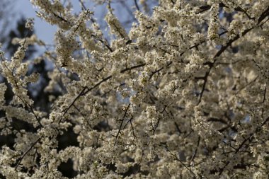 Nisan ayında erik çiçeği. Meyve ağacının beyaz çiçekleri. Arılar ve diğer böcekler çiçekler tozlaşın.
