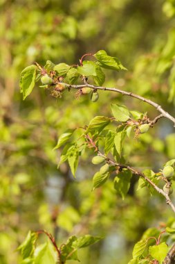 Meyve kayısı yumurtalığını. Meyve geliştirme, başlangıç aşaması. Yeşil kayısı yumurtalığı.