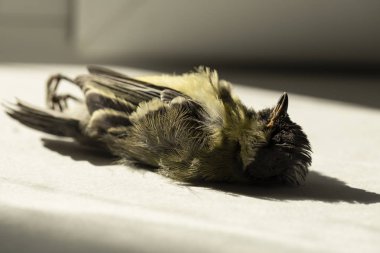 Ölü kuş. Yol savaşları-büyük bir baştankara ölüm. Bir kuşun öldürülmesi. Arabadan ölüm. Büyük baştankara (Parus Major) bir ötücü kuş ailesi Paridae olduğunu.