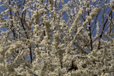 Nisan ayında erik çiçeği. Meyve ağacının beyaz çiçekleri. Arılar ve diğer böcekler çiçekler tozlaşın.