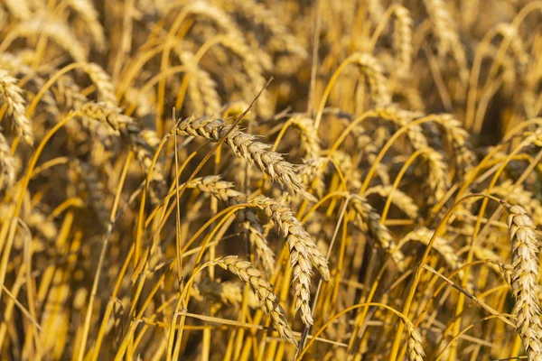Goldenes Getreide Bereit Für Die Ernte Getreidefeld Platz Für Weizen — Stockfoto