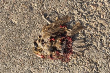 Ölü kuş. Yol savaşları - bir serçenin ölümü. Bir kuşun öldürülmesi. Arabadan ölüm. Civciv korkunç sonu.