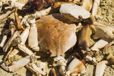Denize yakın taşların üzerinde yengeç kalıntıları. Deniz kuşlarının yemeğinin yeri. Eklembacaklıların kabukları. Martıların kahvaltıdan sonra artıklar.