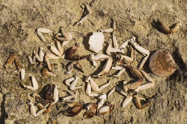 Denize yakın taşların üzerinde yengeç kalıntıları. Deniz kuşlarının yemeğinin yeri. Eklembacaklıların kabukları. Martıların kahvaltıdan sonra artıklar.